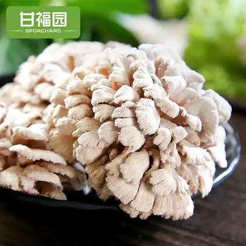 云南新鲜白参菌500g当季食用雪莲花菌菇煲汤蔬菜特产整箱时令包邮