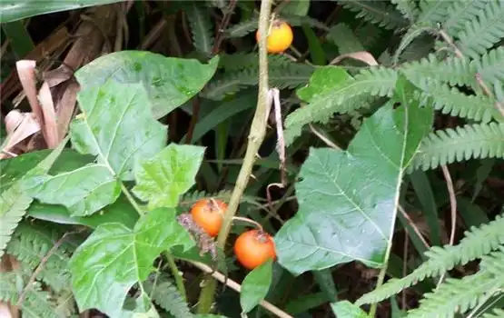 刺茄子的功效与作用,有什么副作用?