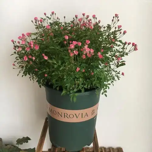 世界最小月季花,像满天星,容易开爆盆,全年开花不断,值得拥有