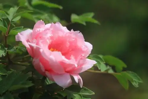 牡丹花开富贵吉祥