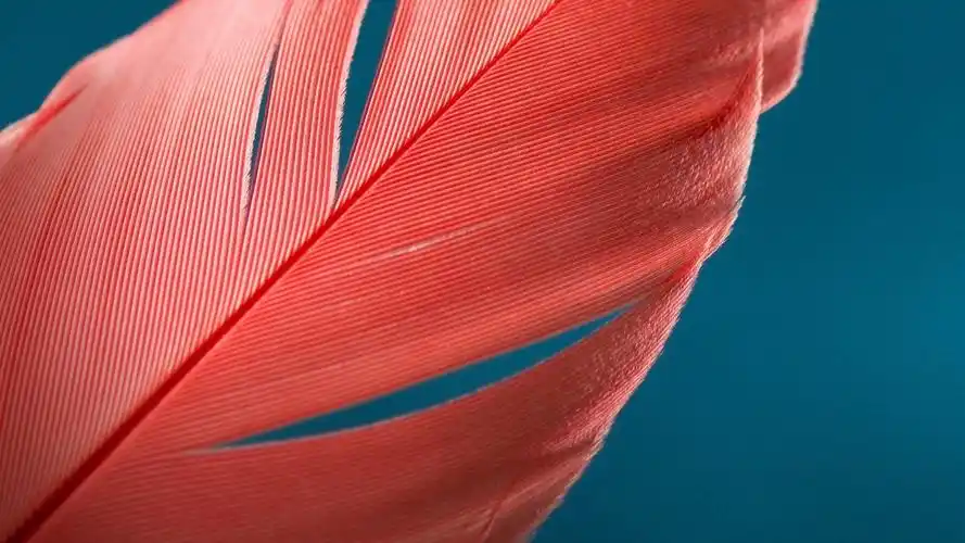 华丽的羽毛唯美高清桌面壁纸