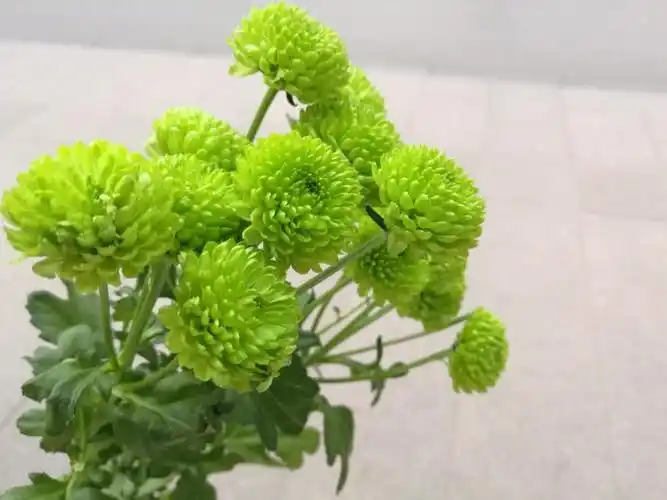 这种绿色雏菊,它代表着深爱和信任!