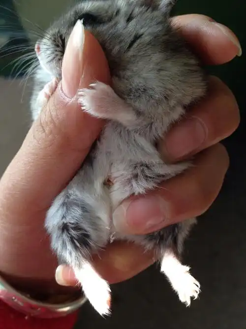 仓鼠香腺处长了一个红包,是肿瘤吗?