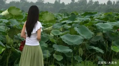 唐代王昌龄《采莲曲》中道: 荷叶罗裙一色裁, 芙蓉向脸两边开.