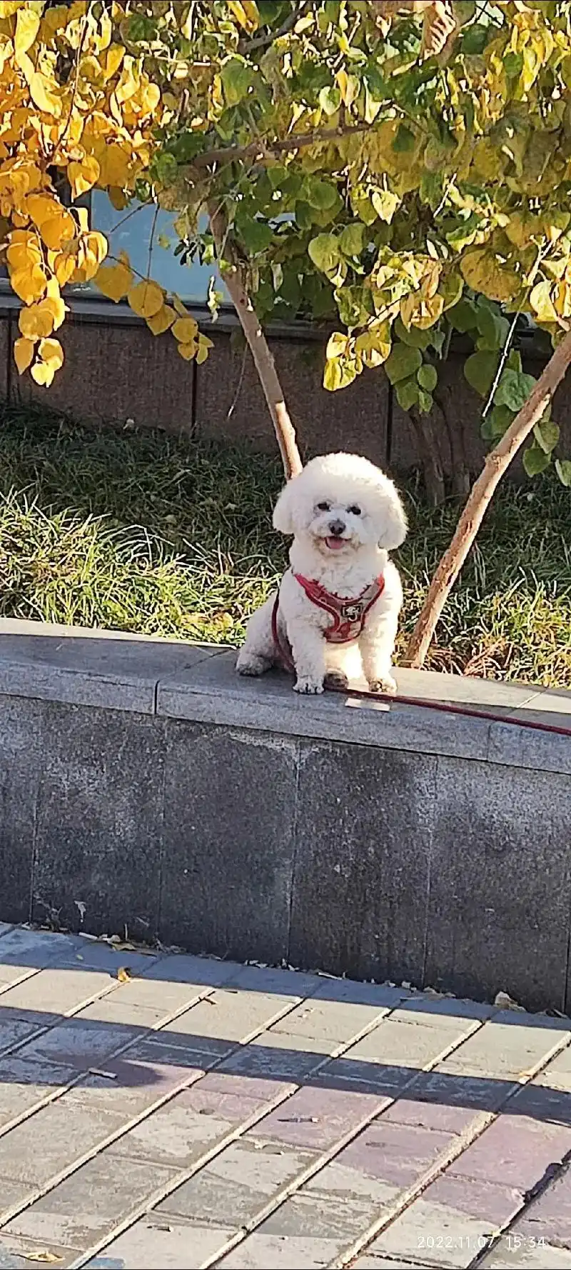 随手拍下,经查询,此宠物犬系卷毛比熊犬! - 抖音