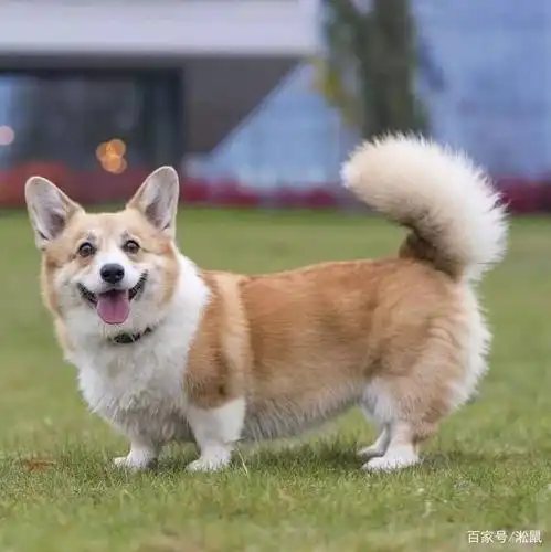 柯基为什么没有尾巴呢,你知道吗?