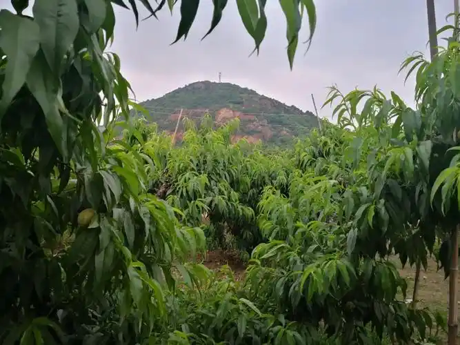 比白凤更甜的湖景来啦,仅剩10天赏味期的无锡阳山水蜜桃,手慢无!