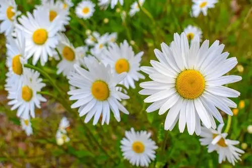 鲜花,性质,黄春菊