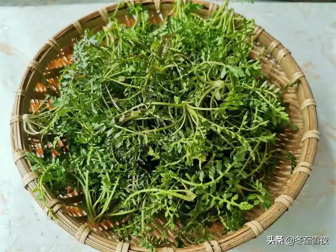 春季,东北必尝的13种山野菜,吃的是一份情怀,春天的味道