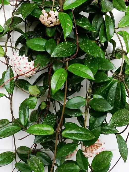 奇花友养了十年的绿萝开花了真相却让人笑掉大牙绿萝球兰基质