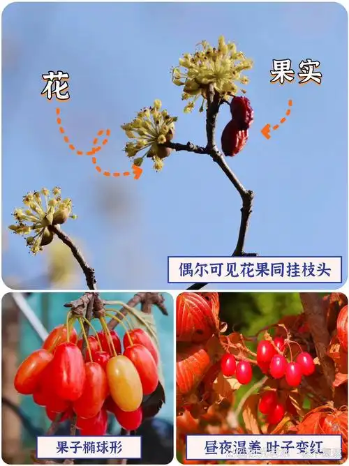 为什么重阳节插的非得是茱萸6315看了你就懂75 "遥知兄弟登高处