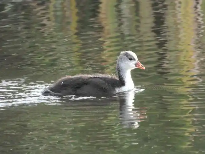 白骨顶成鸟,幼鸟,雏鸟
