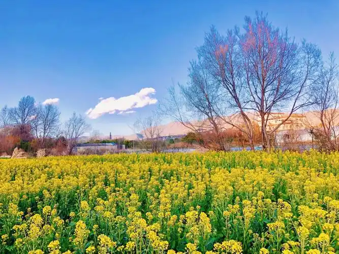 油菜花盛开