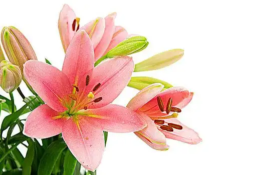 百合花图片_百合花图片大全_全景网