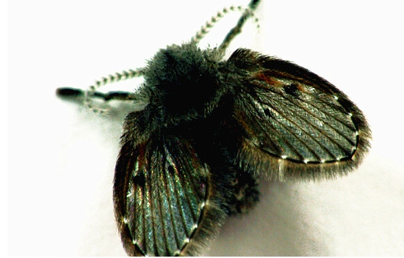 教你几招对付难缠的蛾蠓