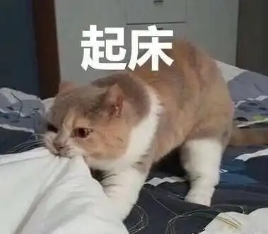 起床猫咪咬被子猫咪起床被子表情