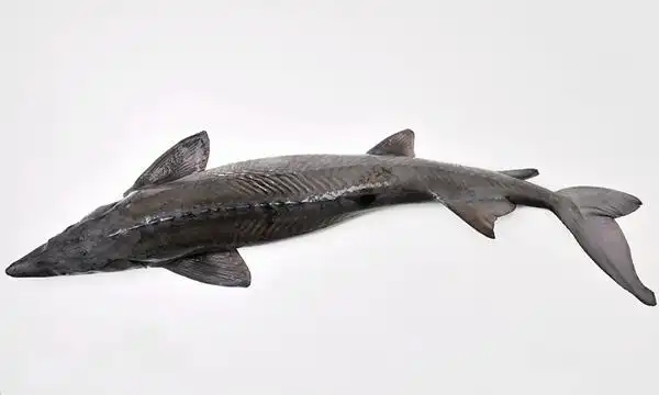 宝狮龙鲟鱼籽抗衰原液,让肌肤光彩无暇