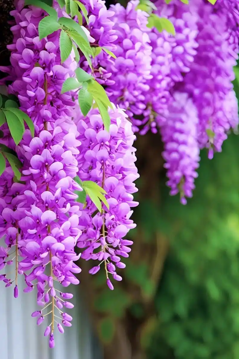 紫藤花的花语:执着的等待,深深的思念.寓意紫气东来 #好看的 - 抖音