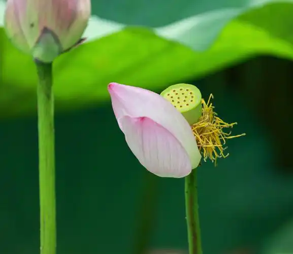 唯美典雅荷花拍摄请欣赏