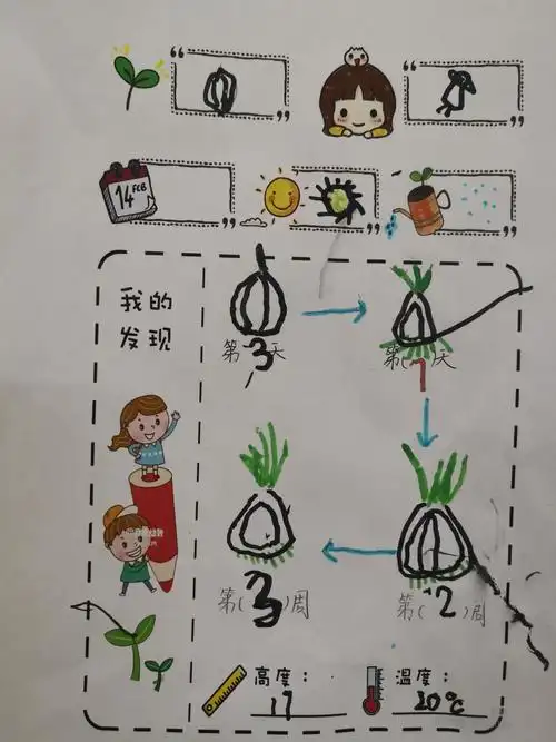 济南贤文幼儿园——中四班"蒜苗成长记"种植活动