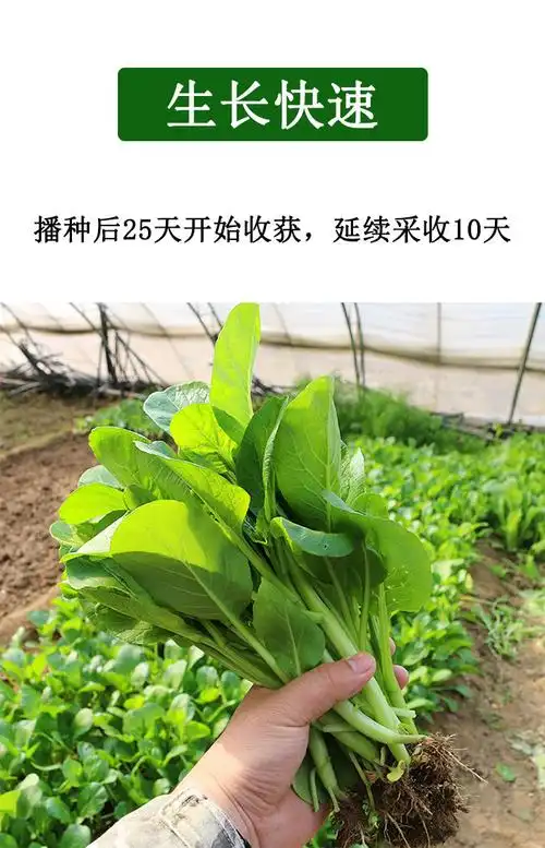 盆栽四九菜心_四九菜心种植图_阳台种植四九菜心