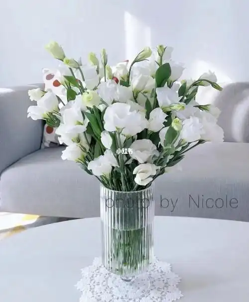 纯真,美丽,洋桔梗颜色不同,代表的花语也不同,白色洋桔梗的花语是纯洁