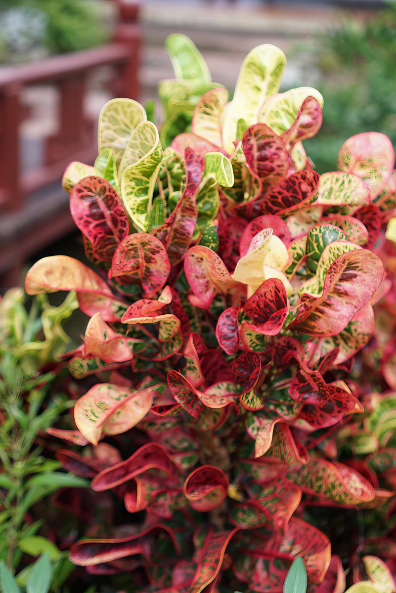 红边椒草的魅力养殖秘诀——打造你的私人绿色空间