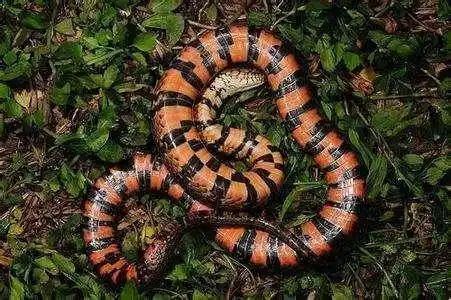 在农村菜园子,看到一条红蛇,这种红蛇是什么蛇