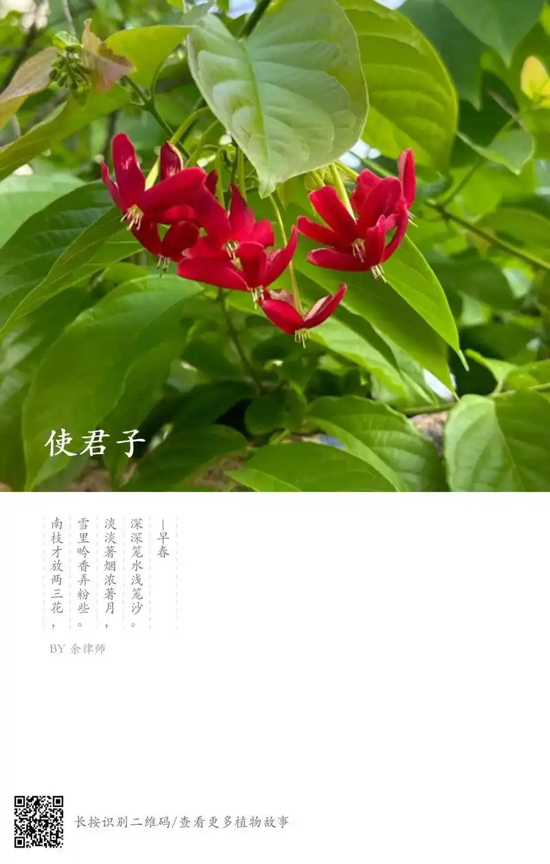 会转头的变色花～～使君子!使君 - 抖音