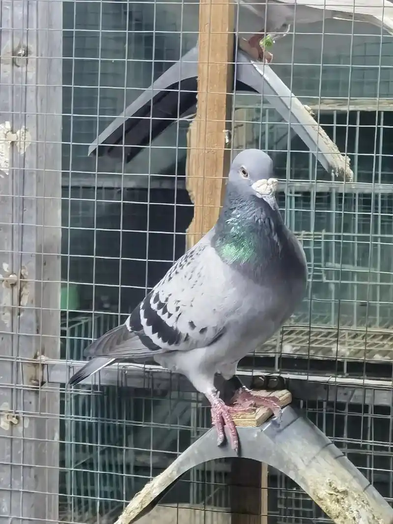 功勋多关大鼻子台鸽.功勋多关大鼻子台湾赛鸽 参考-詹森血统  - 抖音