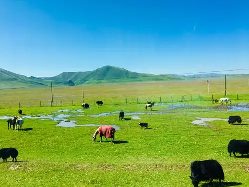 一路向西之:夏河拉卜楞寺,桑科草原,郭莽湿地公园