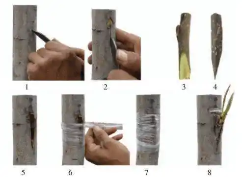 嫁接果树插皮接法切接法腹接法劈接法皮下腹接法5种高接方法介绍