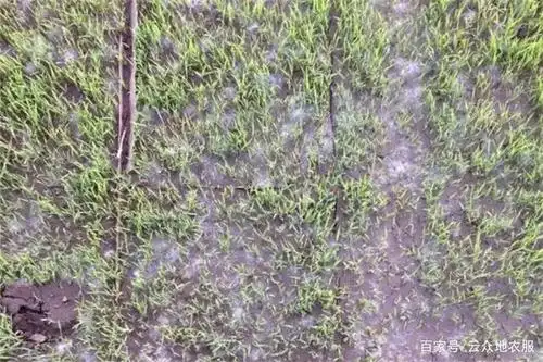水稻绵腐病,是水稻烂秧的原因之一,防治的关键是加强育秧管理