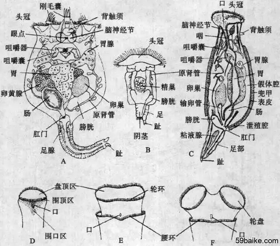13.3 轮虫的形态,结构和功能
