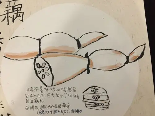 莲藕简笔画步骤图片(彩色带文字)