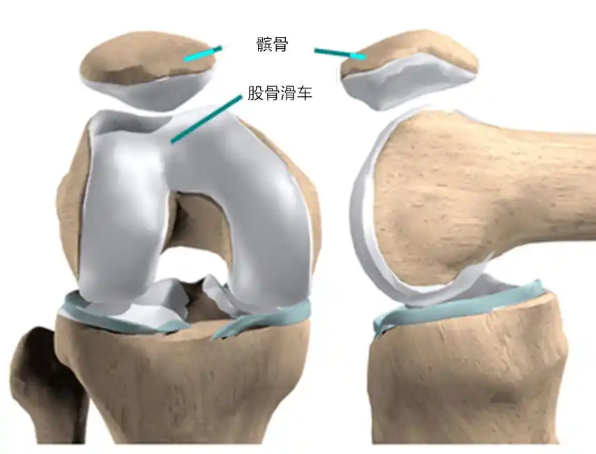 髌骨软化是什么意思(髌骨软化用艾灸有用吗)_百科-8s新商盟