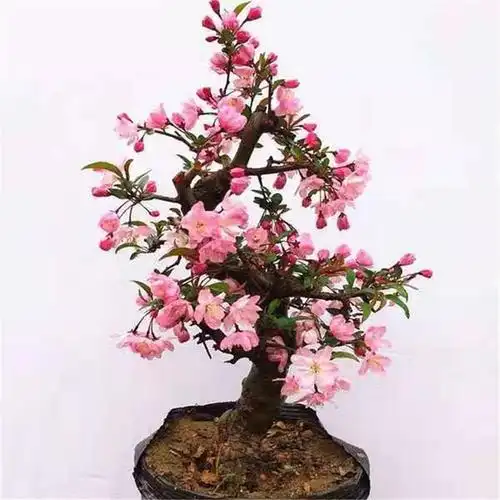 造型铁梗海棠花盆栽树苗盆景老桩日本西府庭院绿植物室内花卉包邮