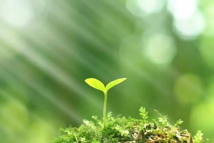 在这充满希望的季节里,蓬莱市第二小学迎来了2018年"育苗杯"数学优质