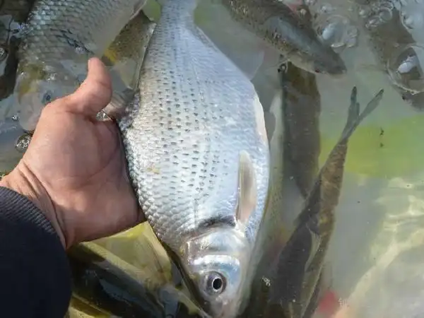 现在,农场用高山溪流饲养的草鱼,鳊鱼,螺蛳青等清水鱼以及石斑鱼在