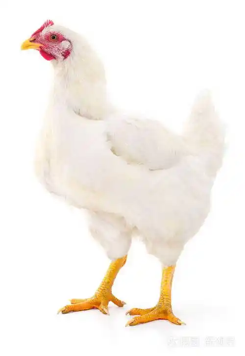 这只白母鸡孤立