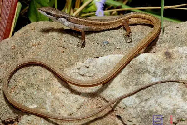 蜥蜴百科图片_品种大全_饲养繁殖_雌雄鉴别_sbike