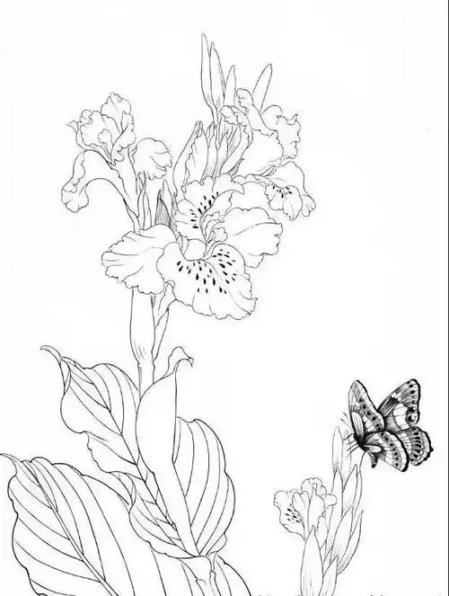 底稿分享 丨 工笔花鸟白描作品