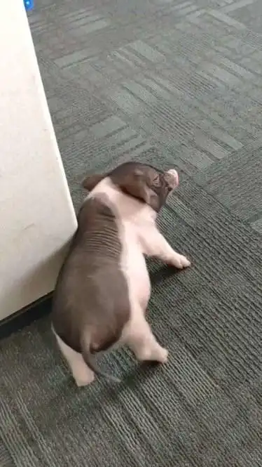 一只特立独行的猪连挠痒痒的方式都不一样看得我都难受了