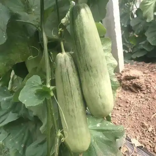 荃银高科牛角酥甜瓜种子早熟连续座果力强肉质酥脆香味浓郁 - 爱企查