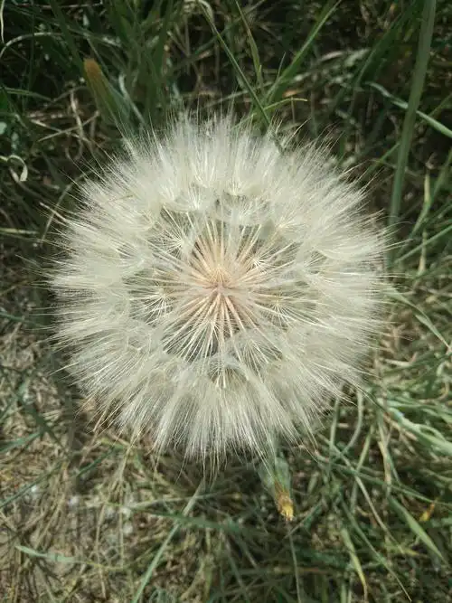 好大的蒲公英