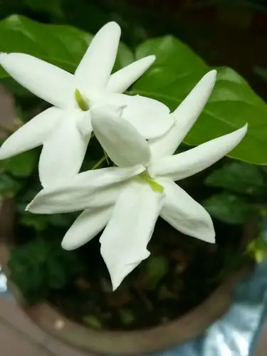 茉莉花有两种花型,一种是单瓣花,一种是复瓣花,这两种花都很香,洁白