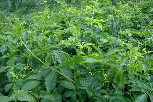 很多朋友都在找这草,调血压降血糖,比吃药都好