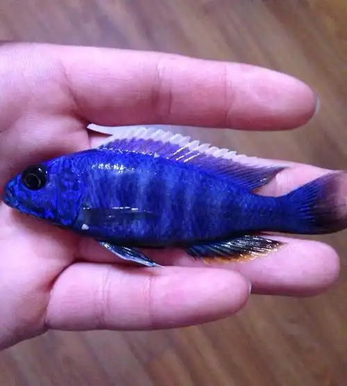 慈鲷鱼-我养一缸的蓝阿里,可行吗?