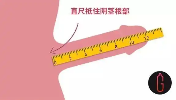 科学家研究了15000根"小丁丁":超过13厘米的只有一半