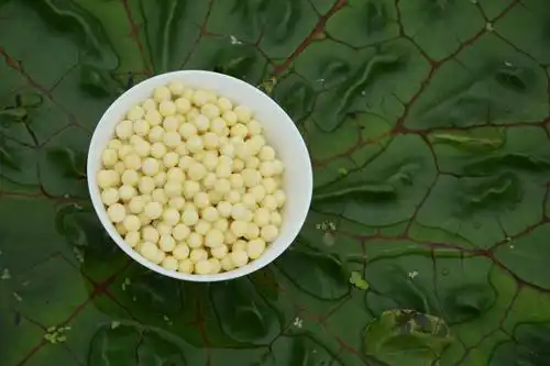 苏州元延鸡头米技术推广